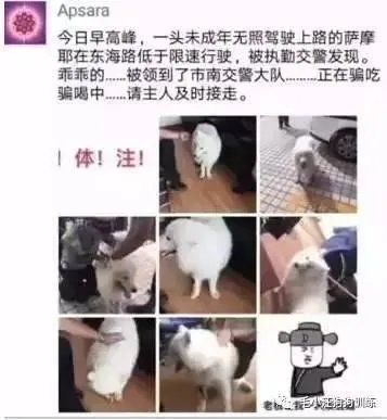 萨摩耶在交警队混吃混喝1个月把交警吃穷了，有这么夸张吗，萨摩耶有多能吃？