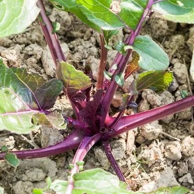 美赞臣奶粉好吗