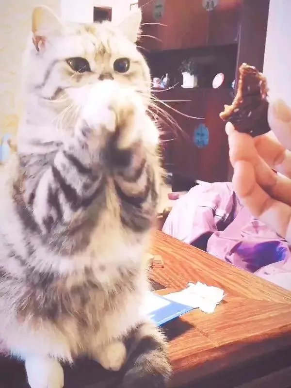 你家的猫做过哪些不可思议的事？