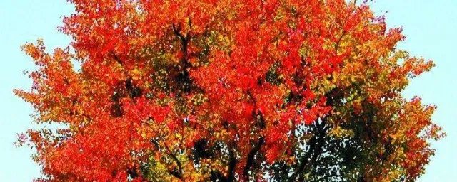 树红树碧高低影的意思