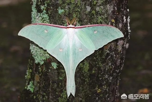 这是什么品种的飞蛾？