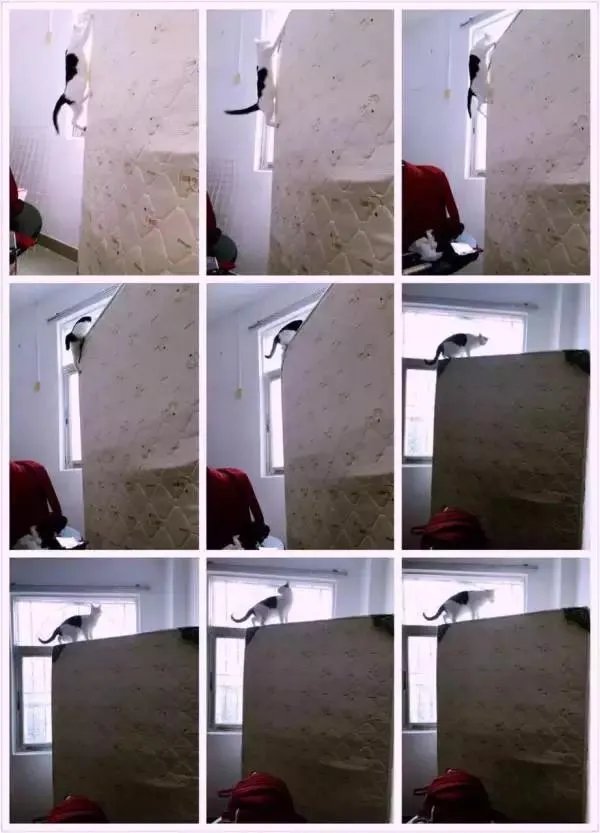 你家的猫做过哪些不可思议的事？