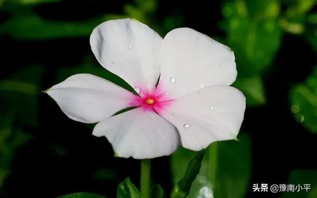 长春花怎么摘心？