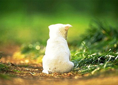 LOL声望系统网址