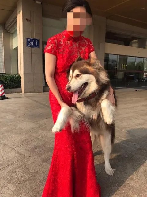 萨摩耶在交警队混吃混喝1个月把交警吃穷了，有这么夸张吗，萨摩耶有多能吃？