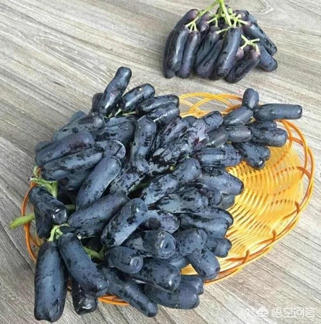 蓝宝石葡萄苗多少钱一棵？