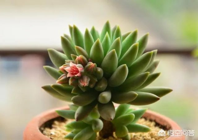 给多肉浇水的秘诀是什么？