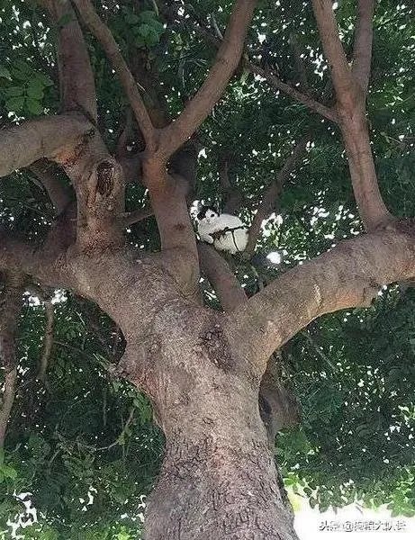 打吃鸡保护老板的话怎么说