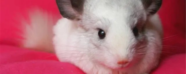 银斑龙猫性格特征