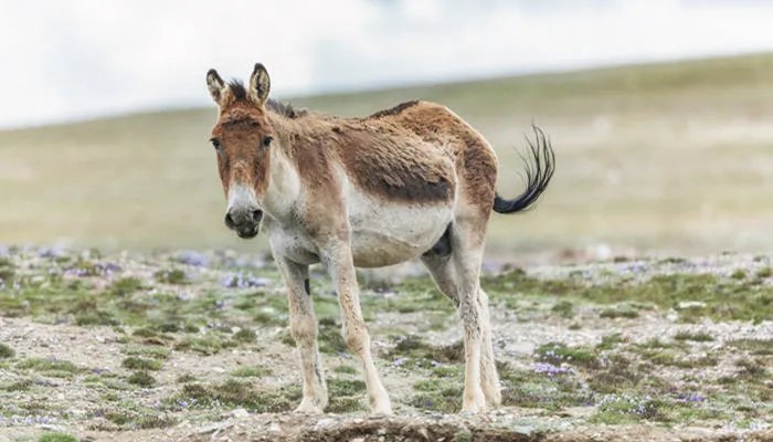 黔驴技穷的寓意和道理 黔驴技穷出自哪里