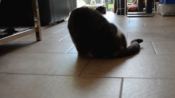 你家的猫做过哪些不可思议的事？