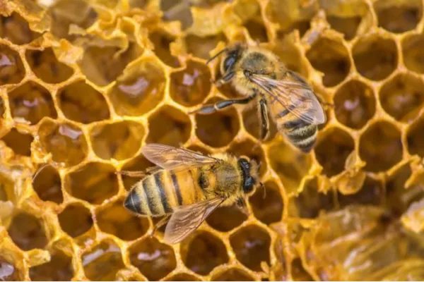 新蜂用英文怎么说？