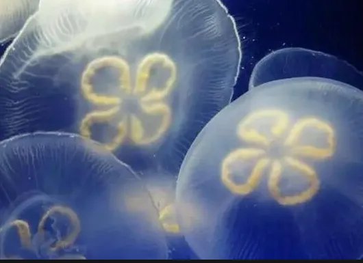 安徽怀宁一池塘现大量桃花水母，这是怎么回事？