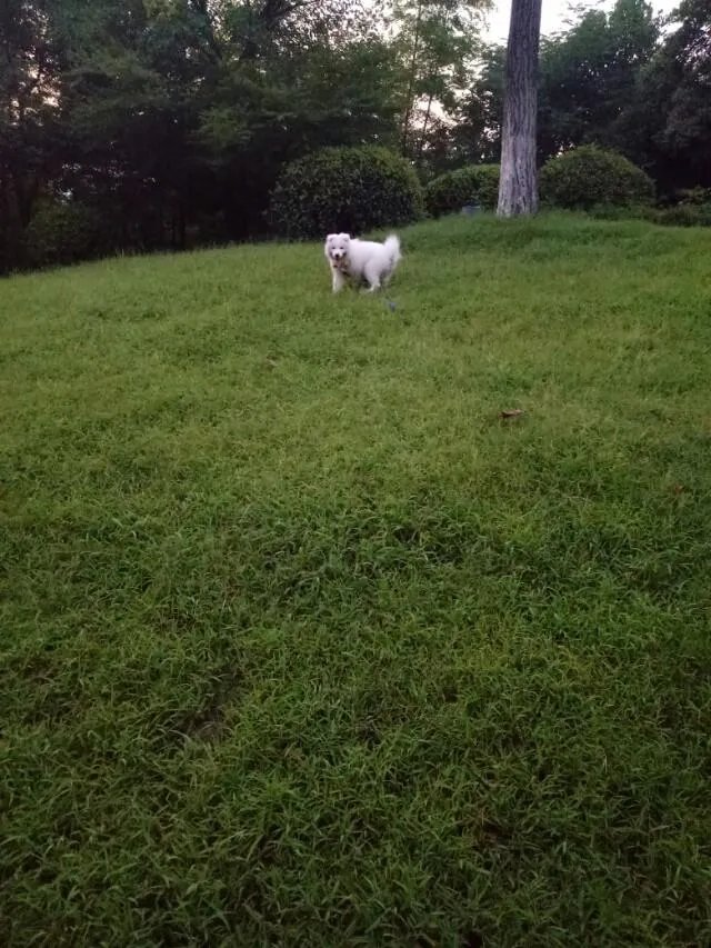 萨摩耶在交警队混吃混喝1个月把交警吃穷了，有这么夸张吗，萨摩耶有多能吃？