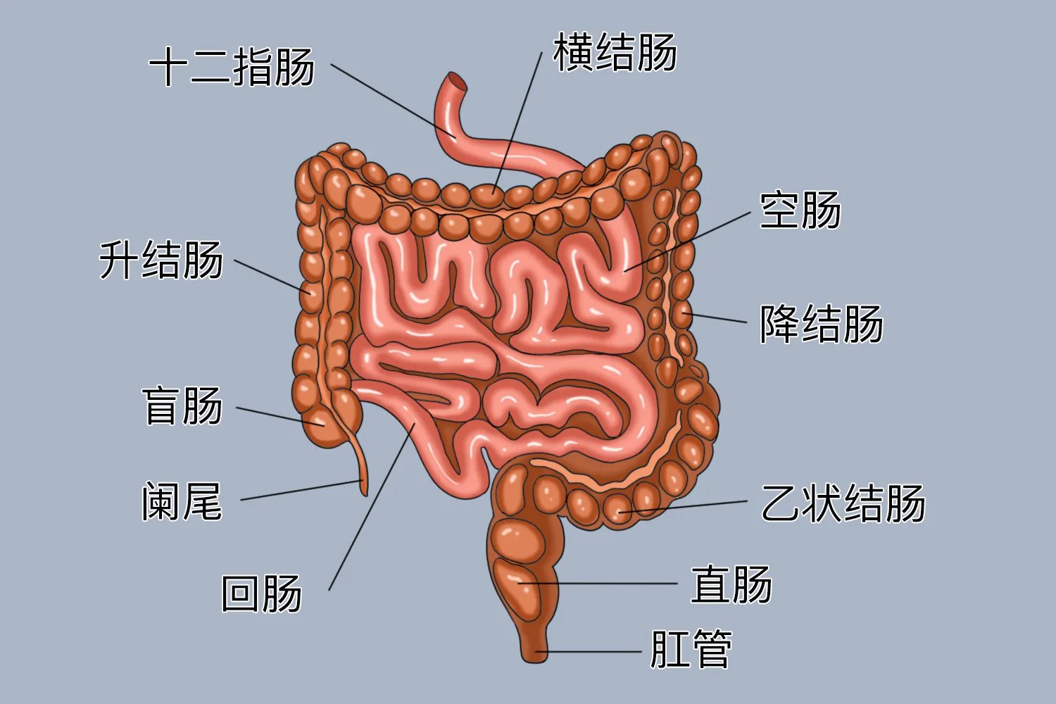 十二指肠空肠回肠的位置图