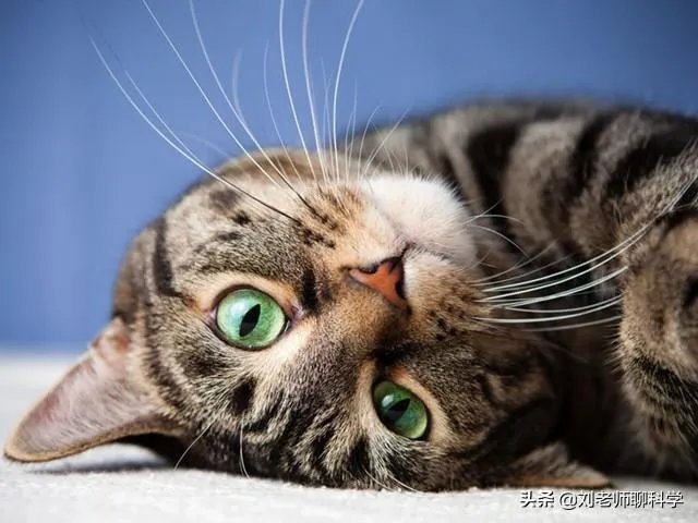 人和动物最大的相同点是什么？