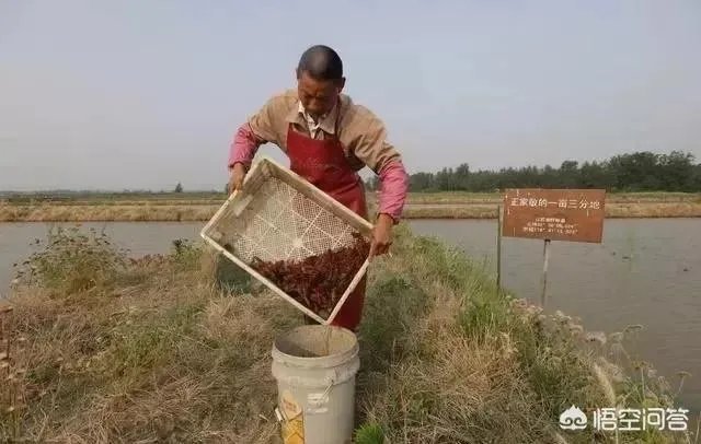 养殖小龙虾每亩投入3000元，亩产300斤算正常吗？该如何养殖？