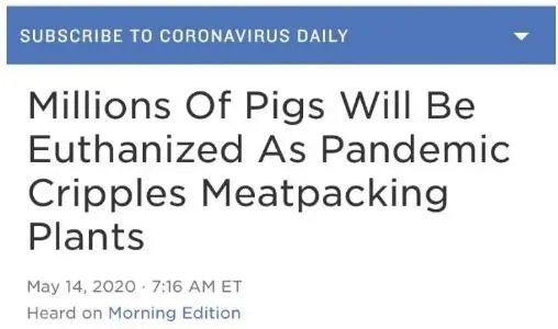 美国市场无肉可卖，为何养殖户却对猪进行安乐死，尸体堆积如山？