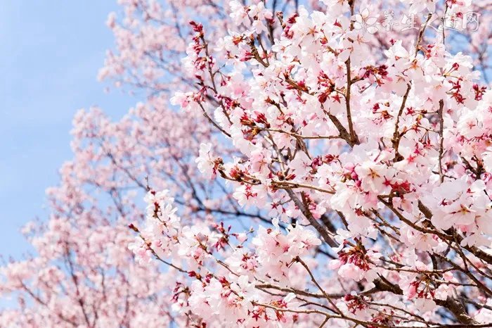 一个人去日本旅游要多少钱