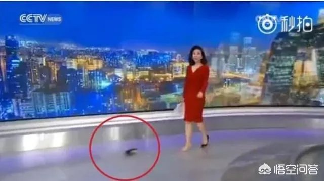主持节目时高跟鞋掉了怎么办？