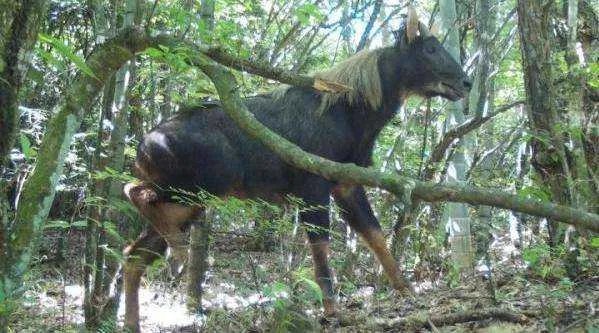 浙江丽水拍到的四不像，为何被称为国家二级重点保护动物？