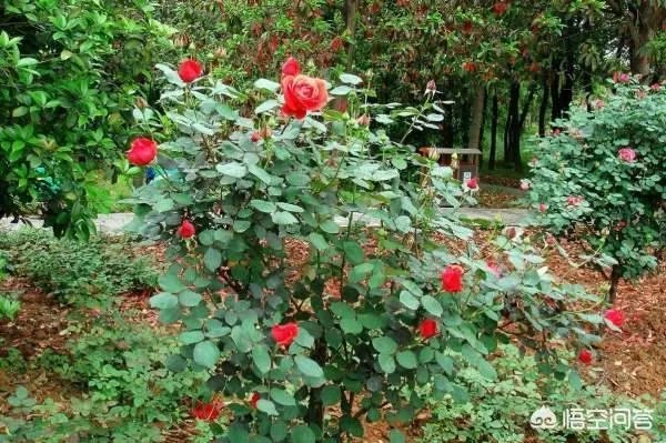 全国各大城市市花各是什么？