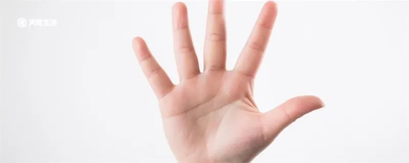 人的手五个指头分别叫什么
