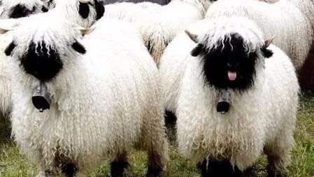 10只羊有几条腿？