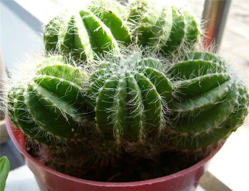 金虎仙人球会开花吗 如何养好金虎仙人球