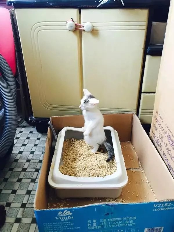 你家的猫做过哪些不可思议的事？