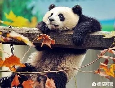 被染色成熊猫的狗，真的更“可爱”吗？