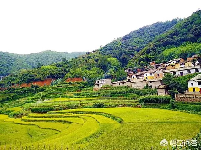 没打药的大米能卖多少钱一斤？有什么依据？