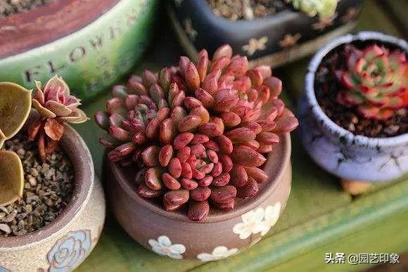 给多肉浇水的秘诀是什么？