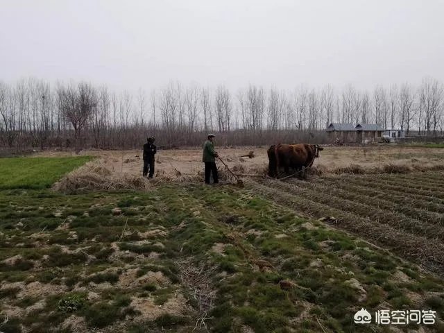 农村耕地出租多少钱一亩？直补归谁？