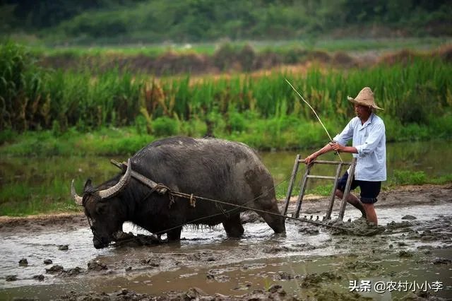 农村耕地出租多少钱一亩？直补归谁？