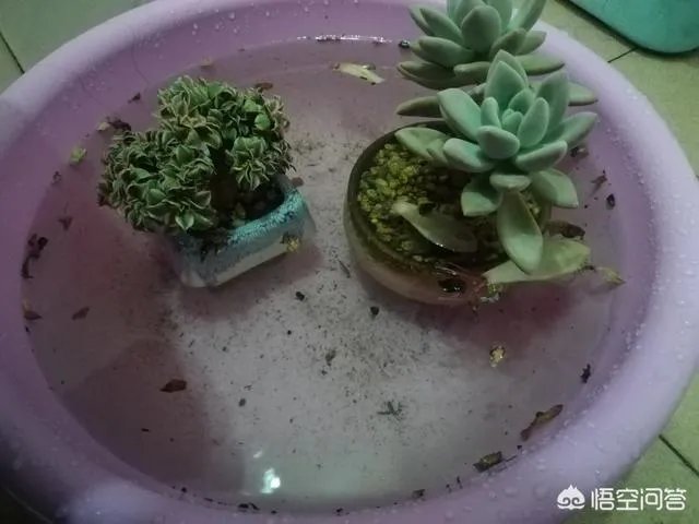 给多肉浇水的秘诀是什么？
