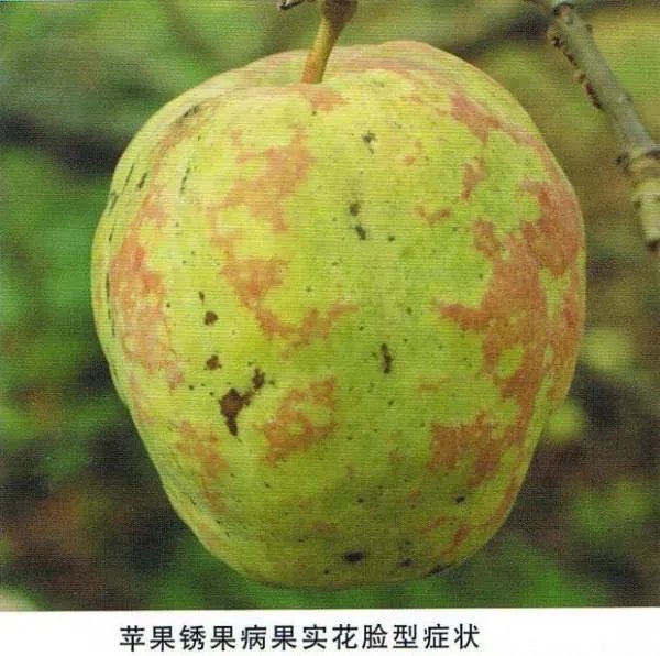 锈锈果实的食用者