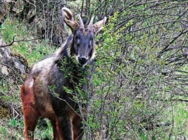 浙江丽水拍到的四不像，为何被称为国家二级重点保护动物？