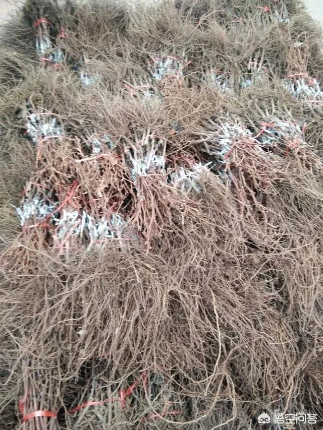 蓝宝石葡萄苗多少钱一棵？