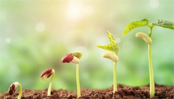 草炭土是什么东西 什么是草炭土