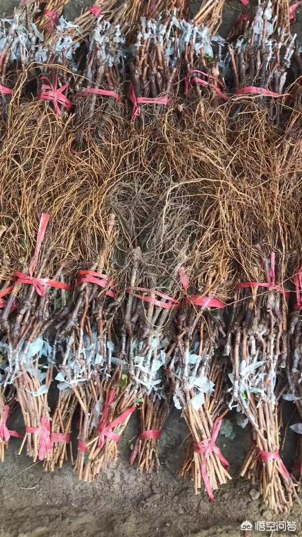 蓝宝石葡萄苗多少钱一棵？