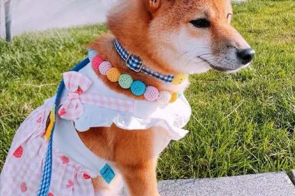 《向往的生活》锅碗瓢盆四条狗，现在过的怎么样了？