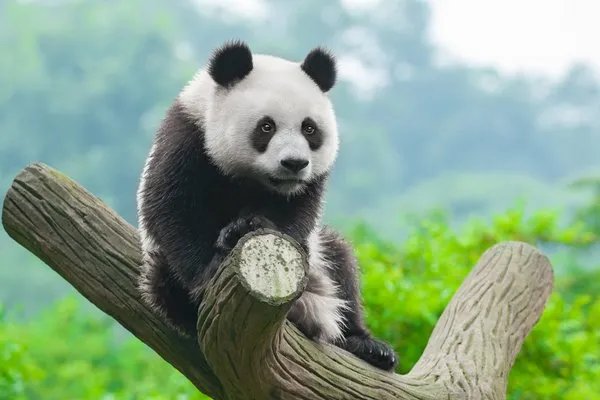 中国濒临灭绝的动物有哪些？它们图片！