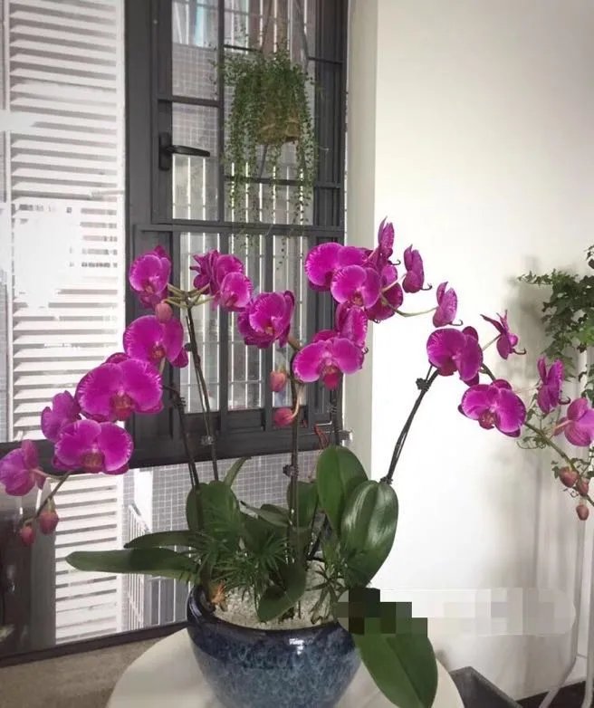 不用100块,教你如何布置一个温馨浪漫的家