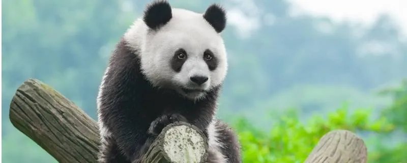 我国一级保护动物