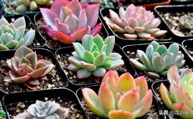 给多肉浇水的秘诀是什么？