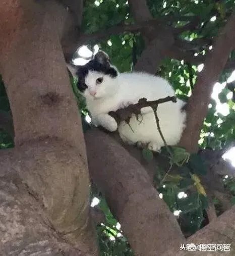 打吃鸡保护老板的话怎么说