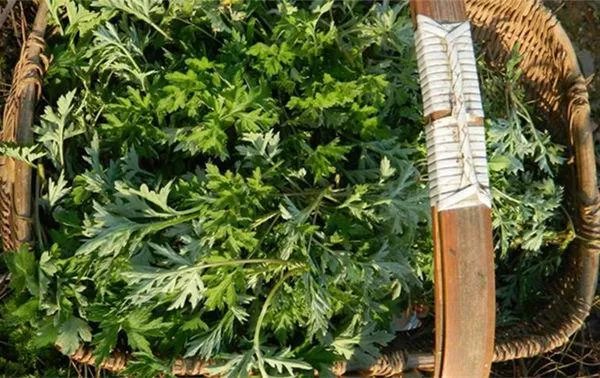 艾草是野生的好还是种植的好?