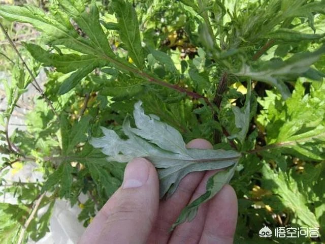 艾草是野生的好还是种植的好?