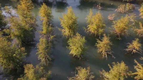 三峡库区再现水中森林，它是如何形成的？